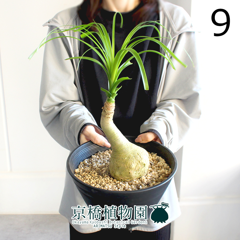 Plant□ノリナ/トックリラン/ポニーテール/観葉植物□根本肥大の大型株