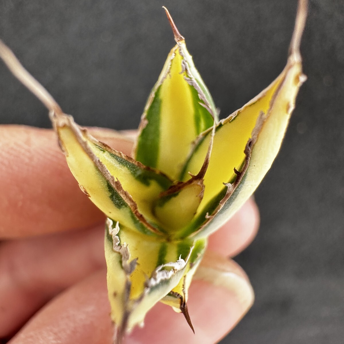 アガベ　極氷山　白虎斑　中株 多肉植物：アガベ 笹の雪白虎斑 極氷山*9.5cm 現品 一品限り