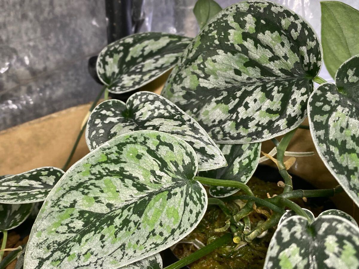 スキンダプサスマハリカ斑入り4