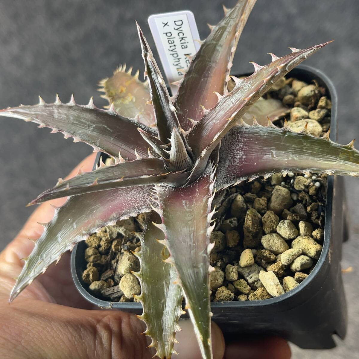 ディッキア ブラウニー 輸入個体 Dyckia braunii Rauh 子株