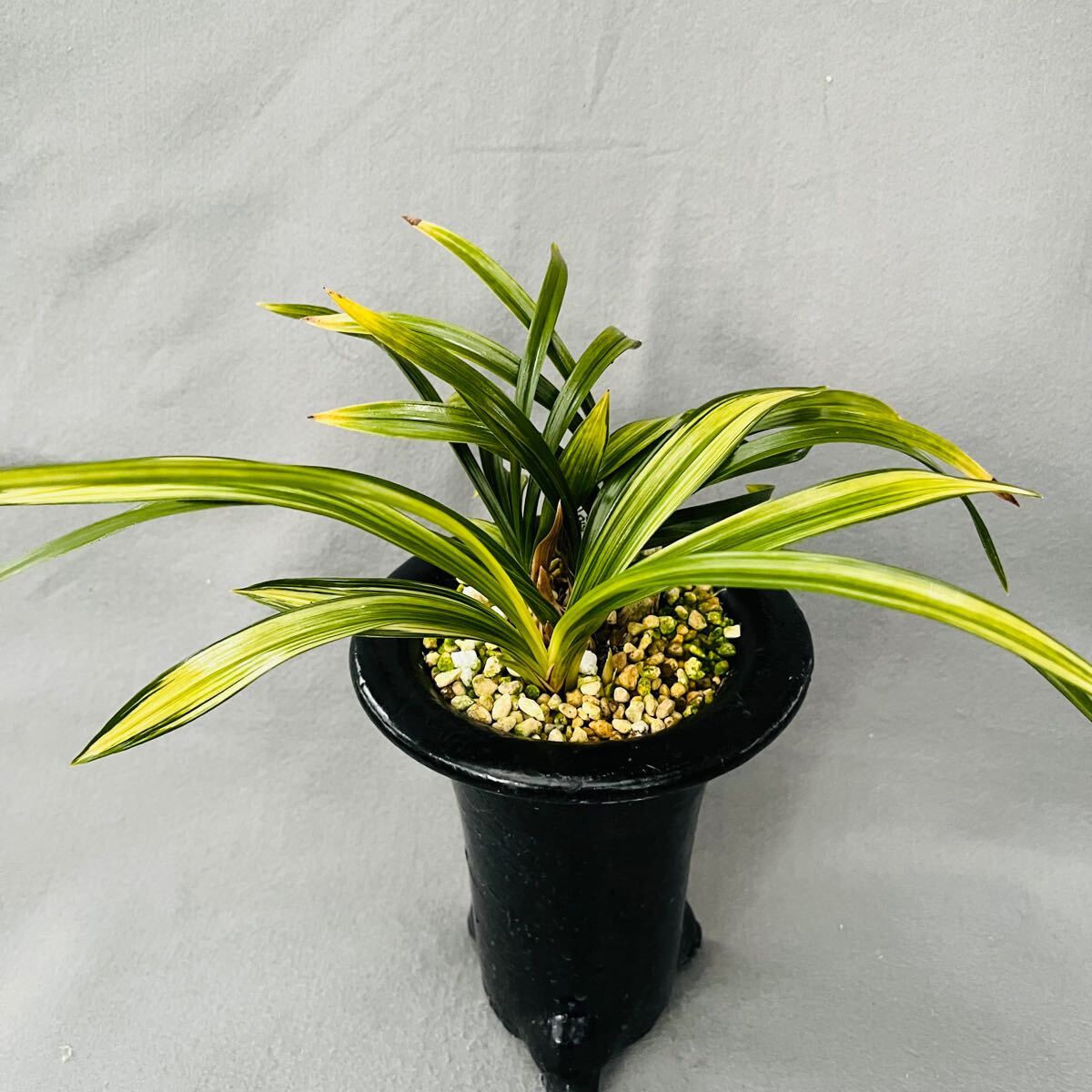 春蘭　韓国春蘭　栄光No.2 花彩＊韓国春蘭 黄中透『神門』2本立 日本春蘭 中国春蘭 寒蘭 山野草