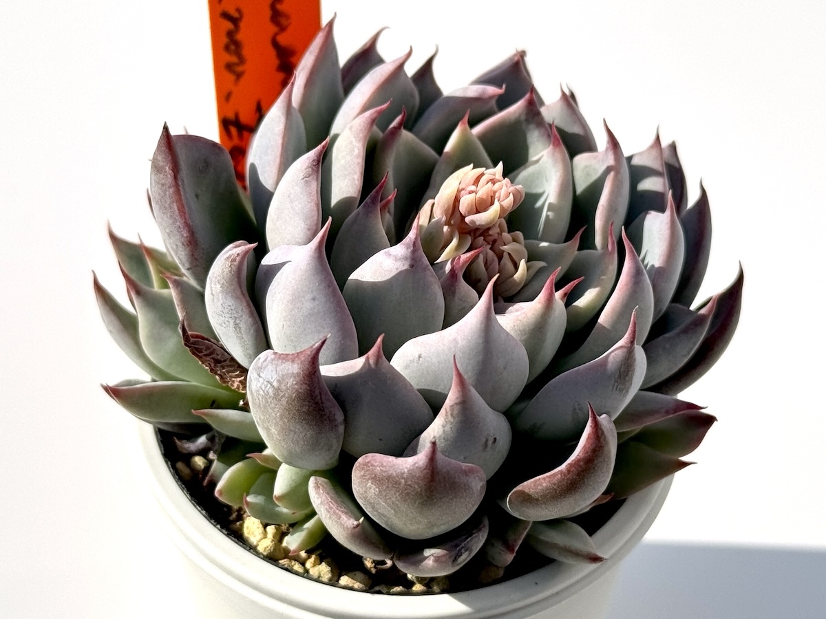 954多肉 ザラゴーサspノバ 札付き 多頭 花あり ポットでメルカリ便