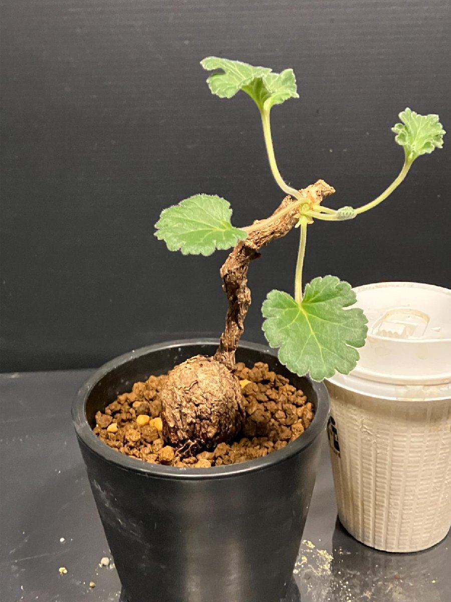 ペラルゴニウム sp. nov Pelargonium sp. nov（速達塊根