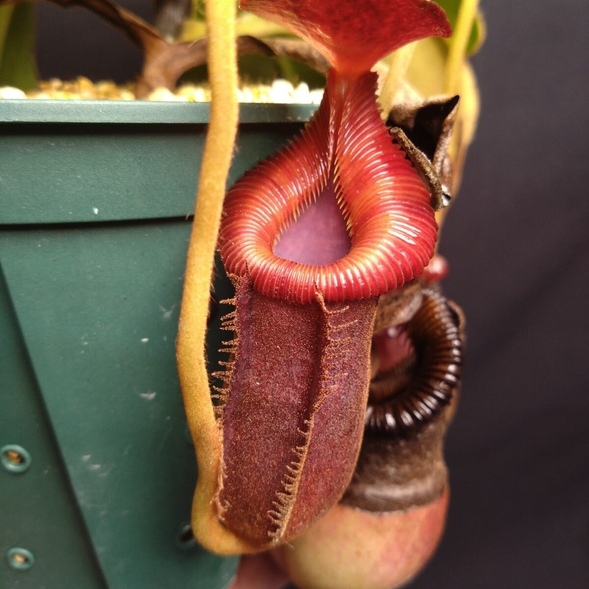 食虫植物N. villosa Kinabalu WP (ネペンテス　ビロサ) 食虫植物N. villosa Kinabalu WP (ネペンテス ビロサ) Nepenthes