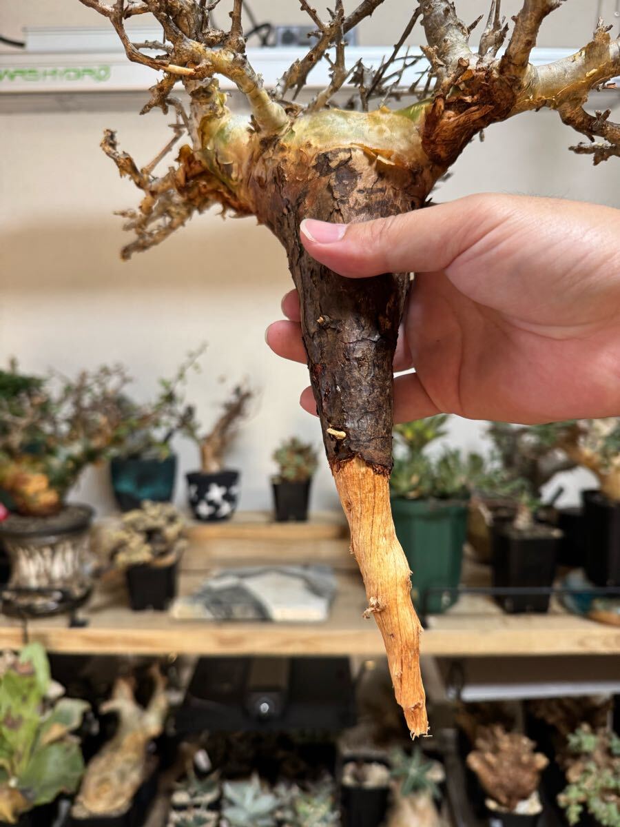 S*u様 PL07 コミフォラ ピンネイトリーブス 希少 現地株 下処理済み S*u様 PL07 コミフォラ ピンネイトリーブス 希少 現地株 下処理