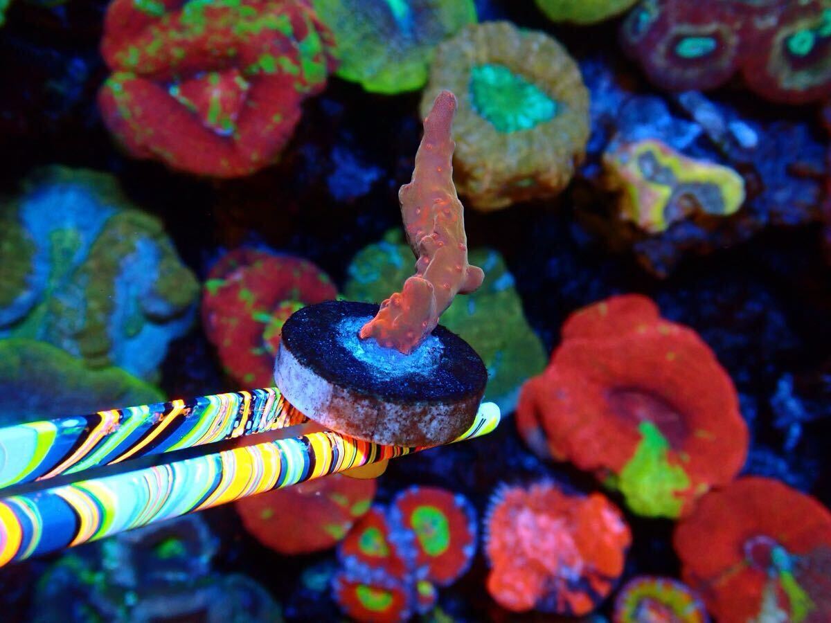 紅白錦系☆最強ベタ塗り赤血統メダカの有精卵20個＋α メダカ 卵レッドクリフ紅白 有精卵めだか れっど