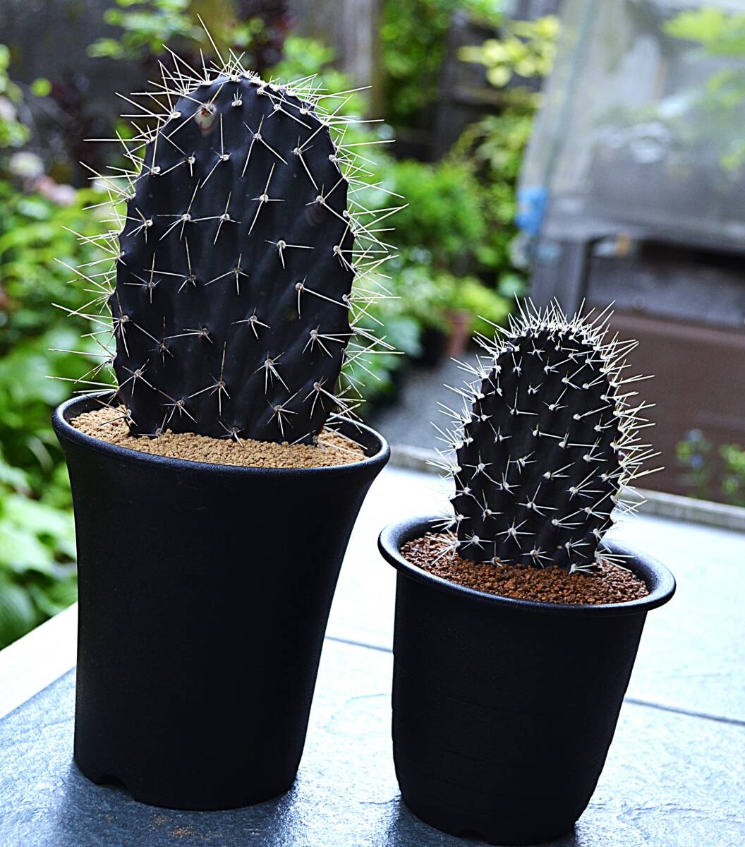 【現品】サボテン・ガラパゴス黒団扇　サボテン・ガラパゴス黒ウチワ　5号　Ｚ９番 現品】サボテン・ガラパゴス黒団扇 サボテン・ガラパゴス黒