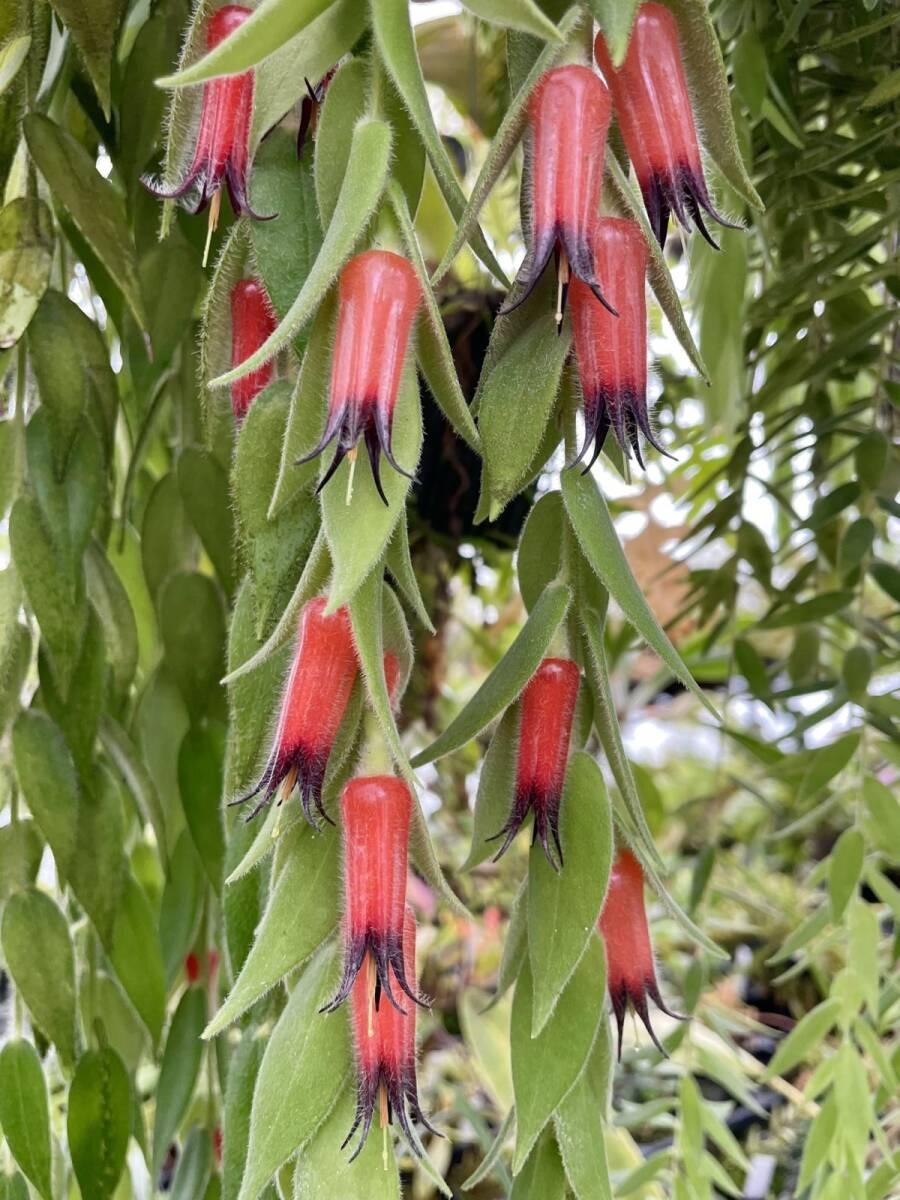 希少着生ツツジ Ceratostema louicianae Ecuador Ceratostema loucianae — Ecuagenera Orquídeas del Ecuador