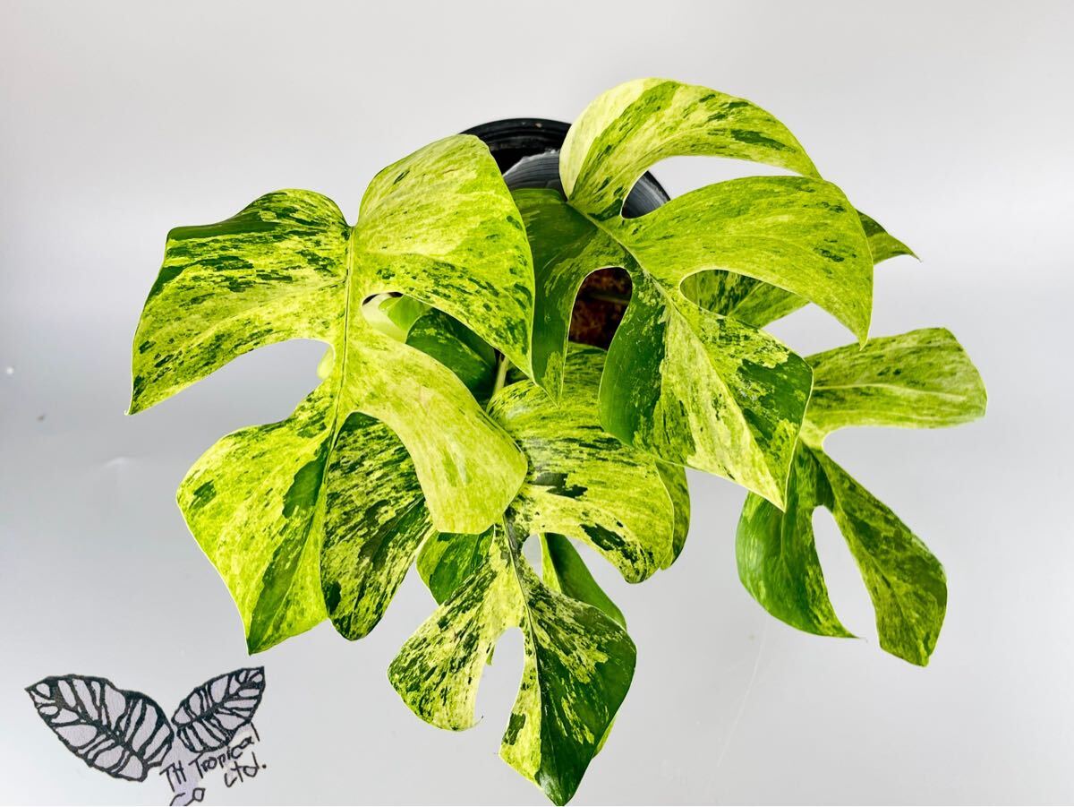 傷や汚れあり】「SS」レア！ Rhaphidophora tetrasperma MIGMA