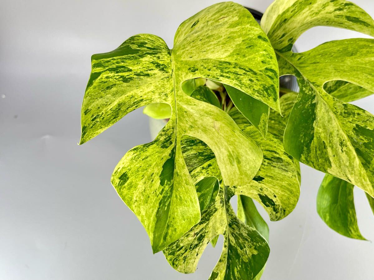 レア】 ラフィドフォラ テトラスペルマ ミグマ ヒメモンステラ 斑入り