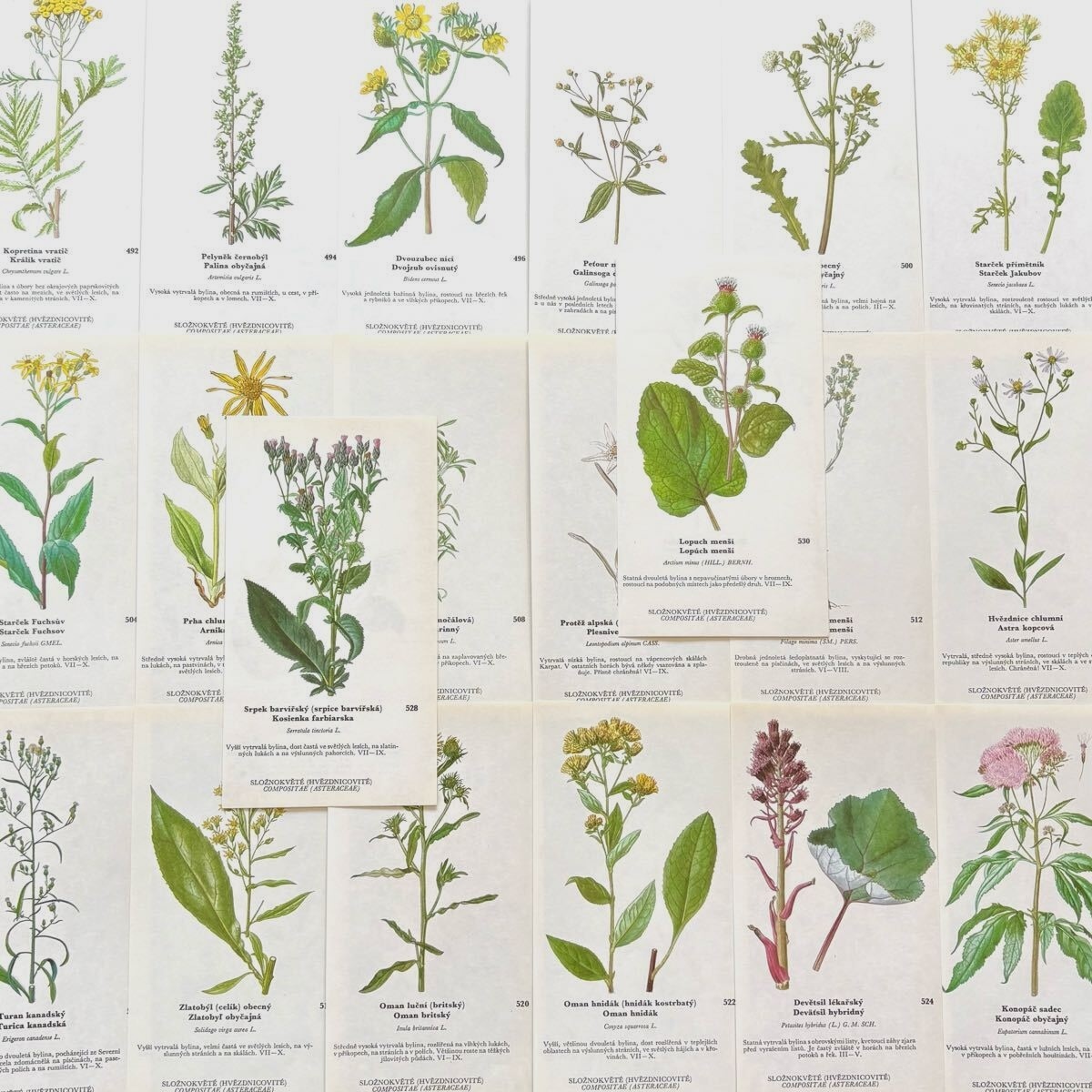 [美しい植物画]チェコの古い植物図鑑(1942年)/ボタニカルアート 雰囲気◎/ Amazon.co.jp: アンティークチェコの古い植物図鑑(Stromy a kre ovocne