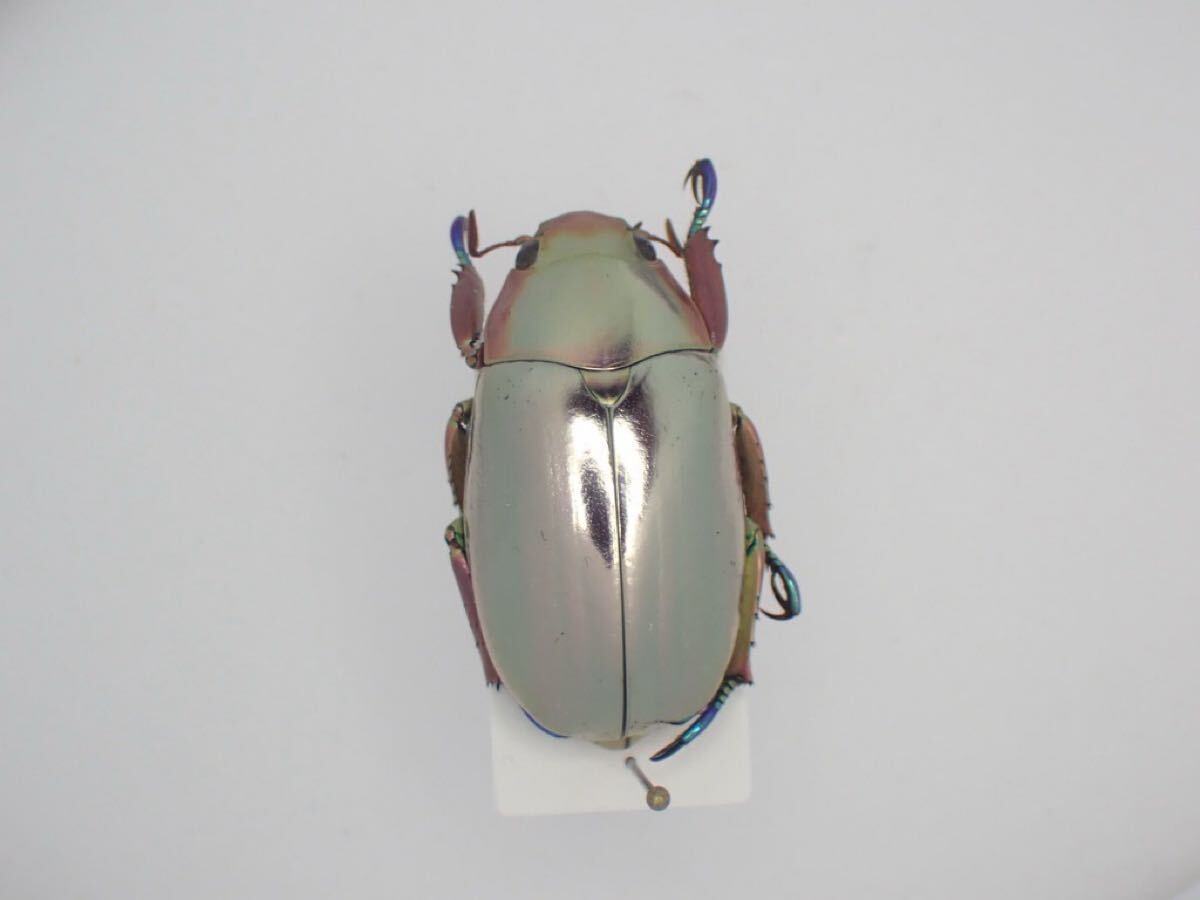 26009 クリサルギレアプラチナコガネ 29mm】多分クリサルギレア