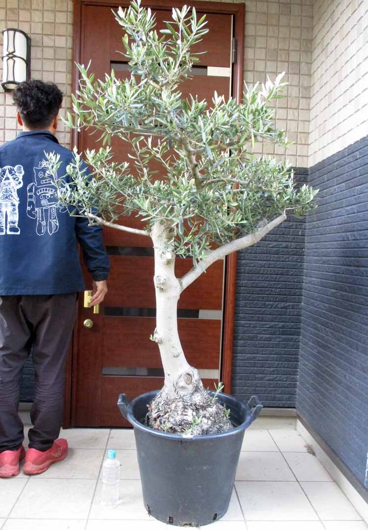 【現品】オリーブの古木　大株　30号相当 新品】オリーブ古木 大木 大株の落札情報詳細 - Yahoo!オークション