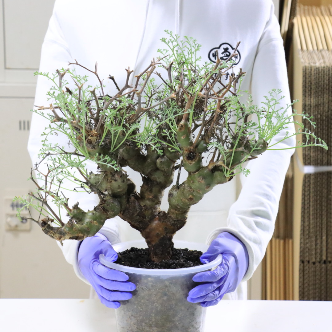 Pelargonium crithmifolium ペラルゴニウム クリズミフォリウム 山伏