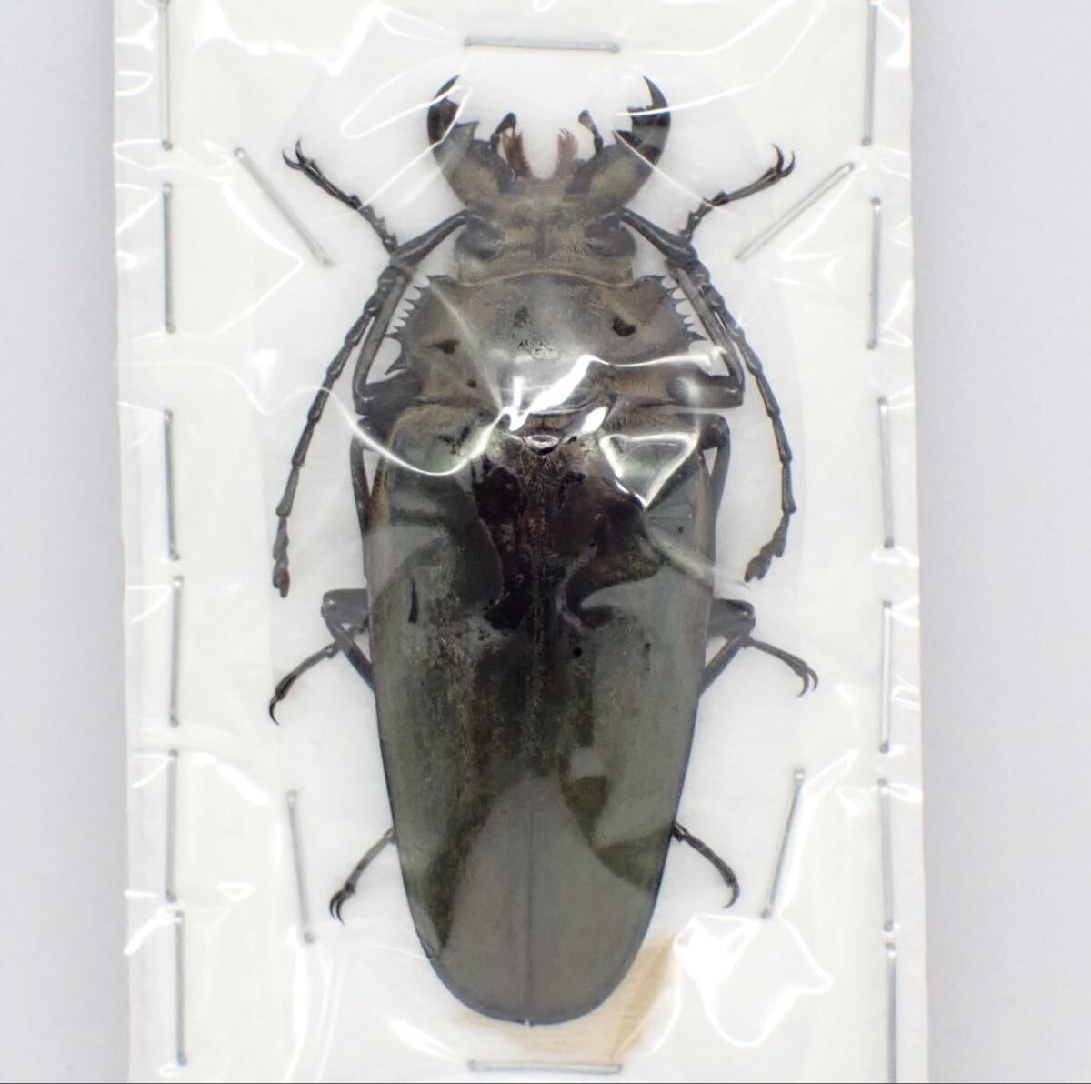 未使用】【URBAN INSECTA】 韓国産WF1 クワガタモドキ 幼虫4頭+ 死着