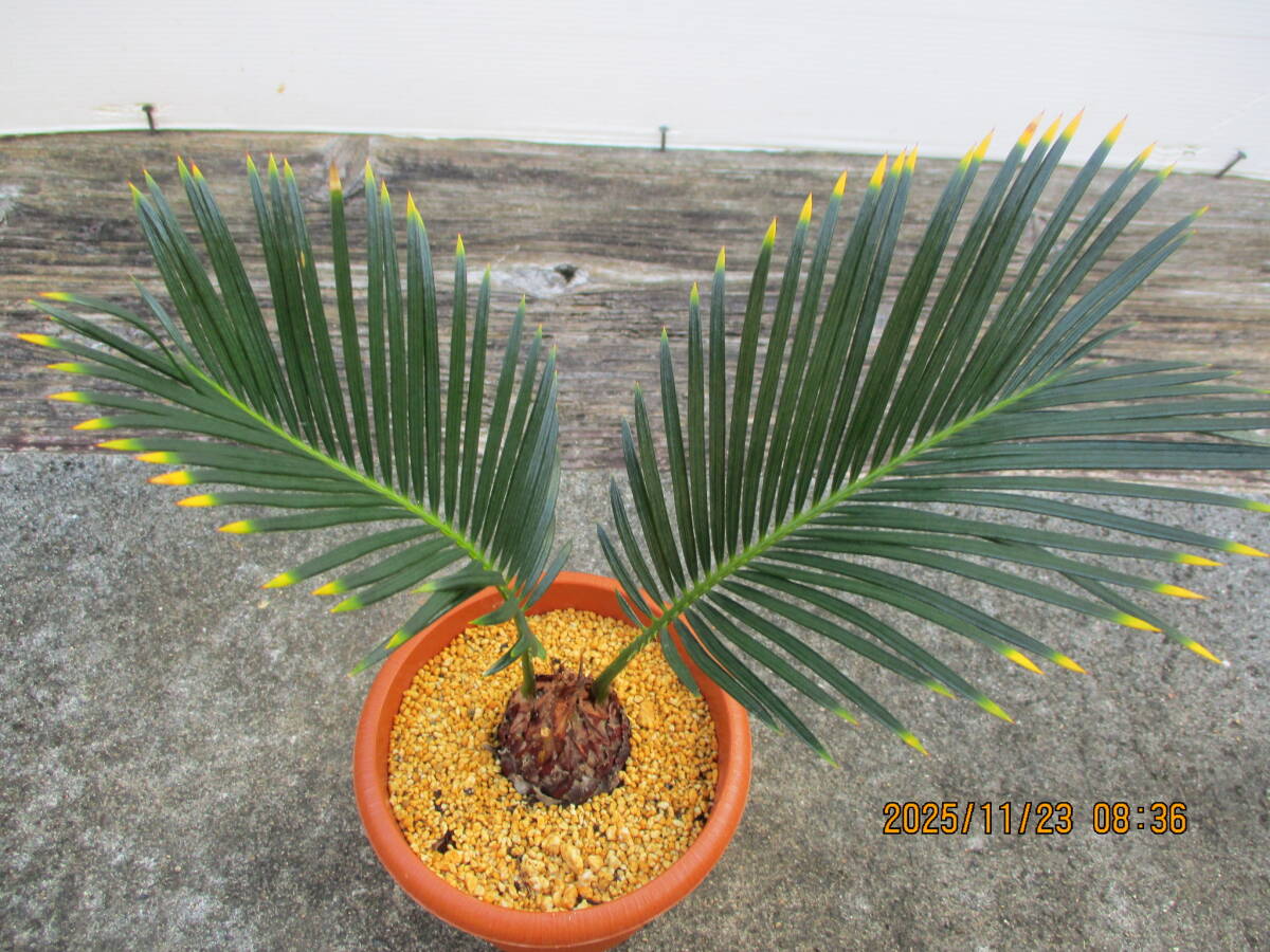 新品】奄美黄金ソテツ① 5号鉢 （金ブチ＆金環ソテツ） 奄美大島産