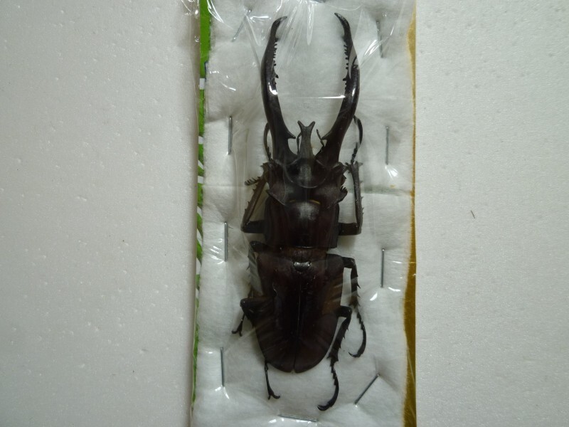 ヘルマンミヤマクワガタ♂/Lucanus hermani/江西省.九江産84mm ヘルマンミヤマクワガタ♂/Lucanus hermani/江西省.九江産84mm 【公式