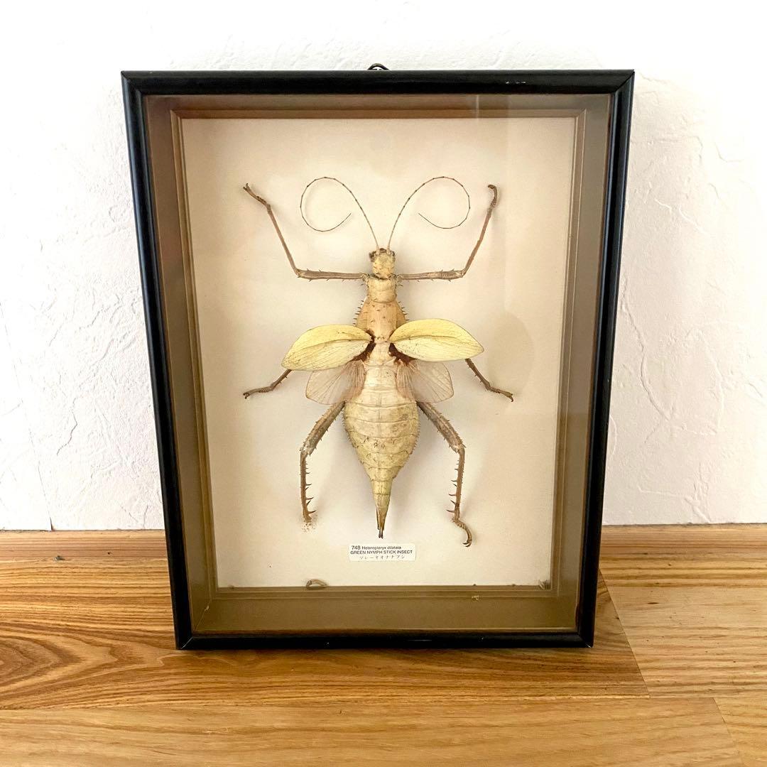 新品】サカダチコノハナナフシ Heteropteryx dilatata ディラタタ