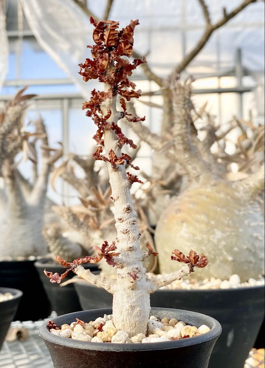 画像参照】多肉植物 42 Boswellia rivae 巨大良形 ボスウェリア リバエ