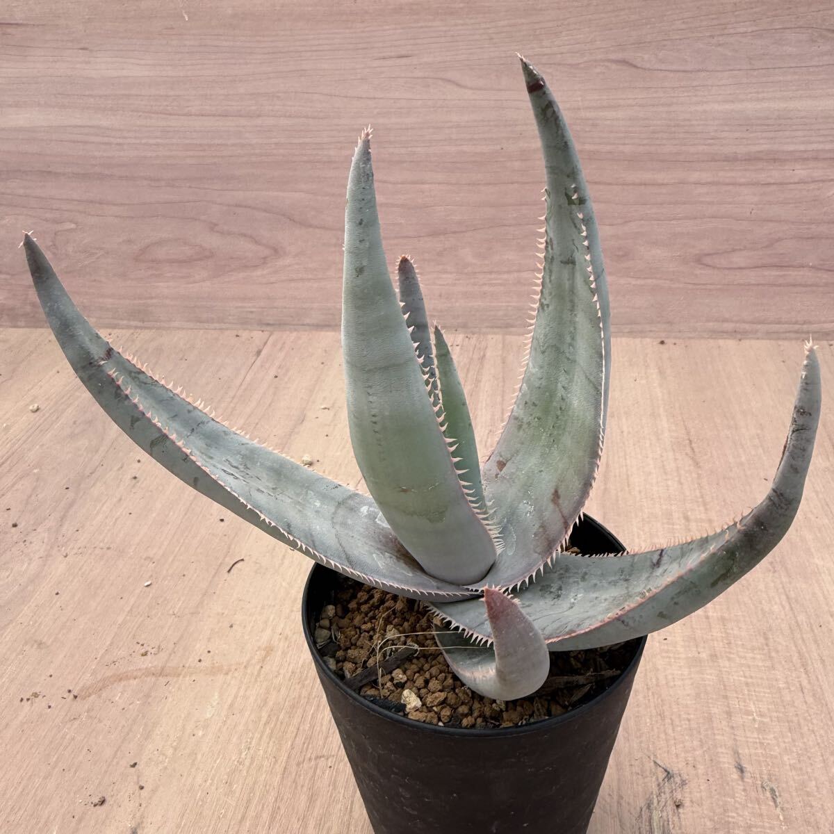新品】Aloe laeta アロエ ラエータの落札情報詳細 - Yahoo