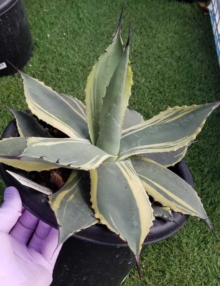 アガベ パリーパリー Agave parryi parryi W60センチ 吉祥天 大株の