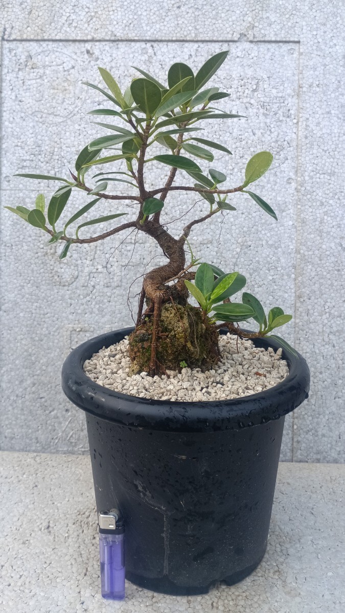 センカク ガジュマル ガジュマル ジブリの世界 検 ガジュマル good