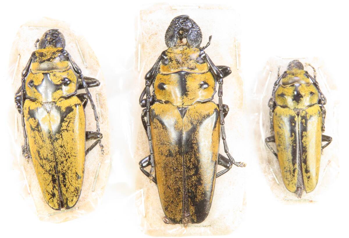 未使用】【URBAN INSECTA】 韓国産WF1 クワガタモドキ 幼虫4頭+ 死着