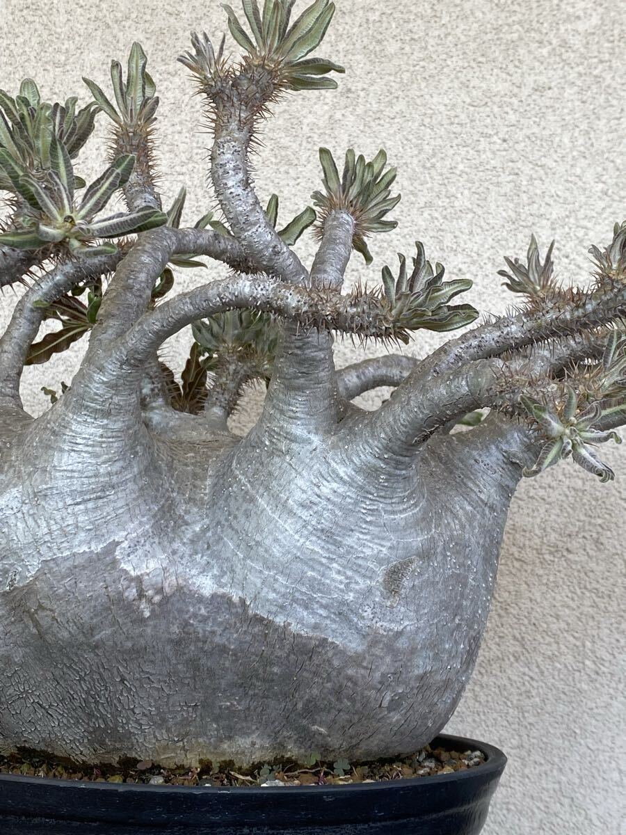 新品】Pachypodium decaryi パキポディウム デカリー 多肉植物