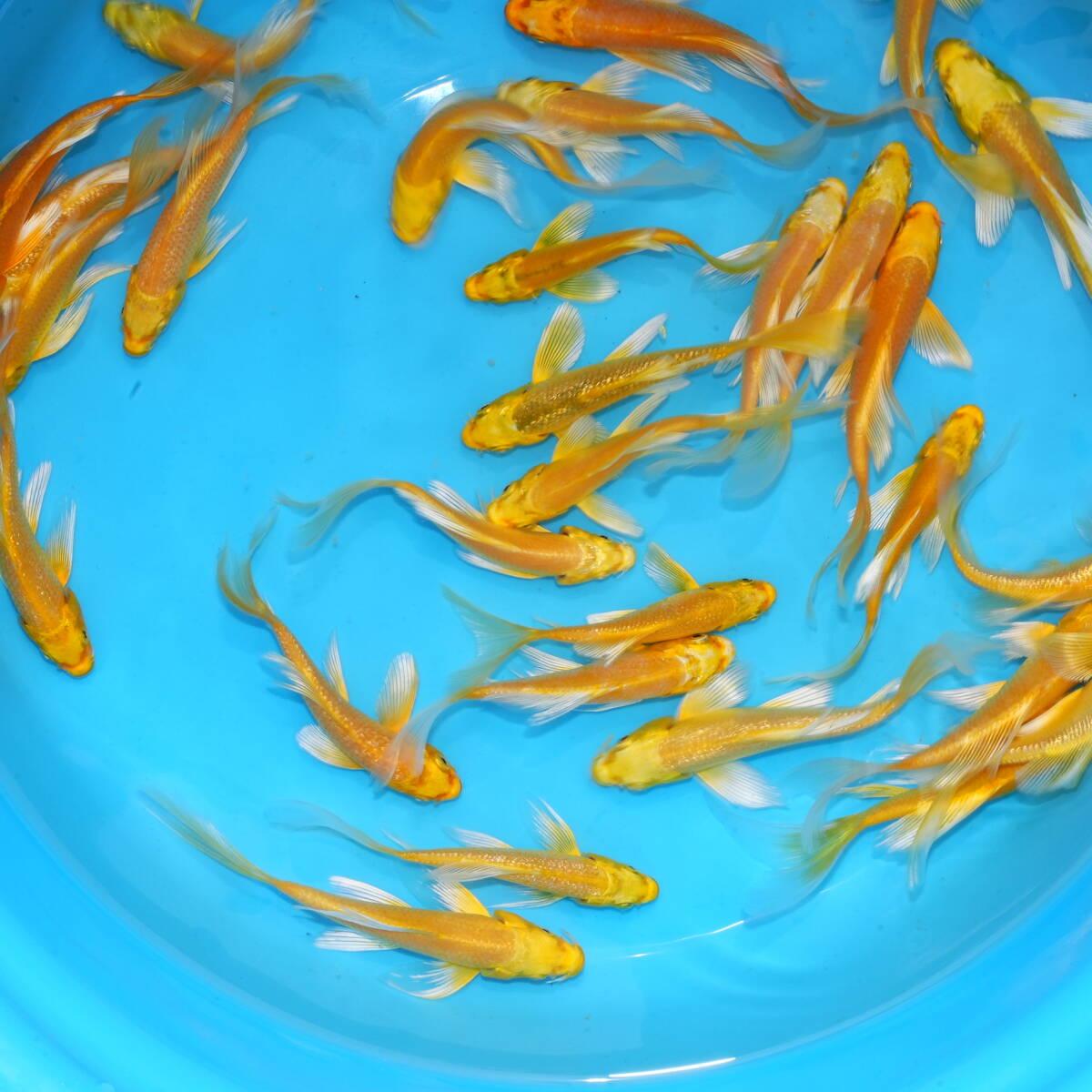 大正三色ヒレナガ鯉 10～15cm1匹(検)三毛ヒレ長錦鯉 ニシキゴイ 鯉 色 
