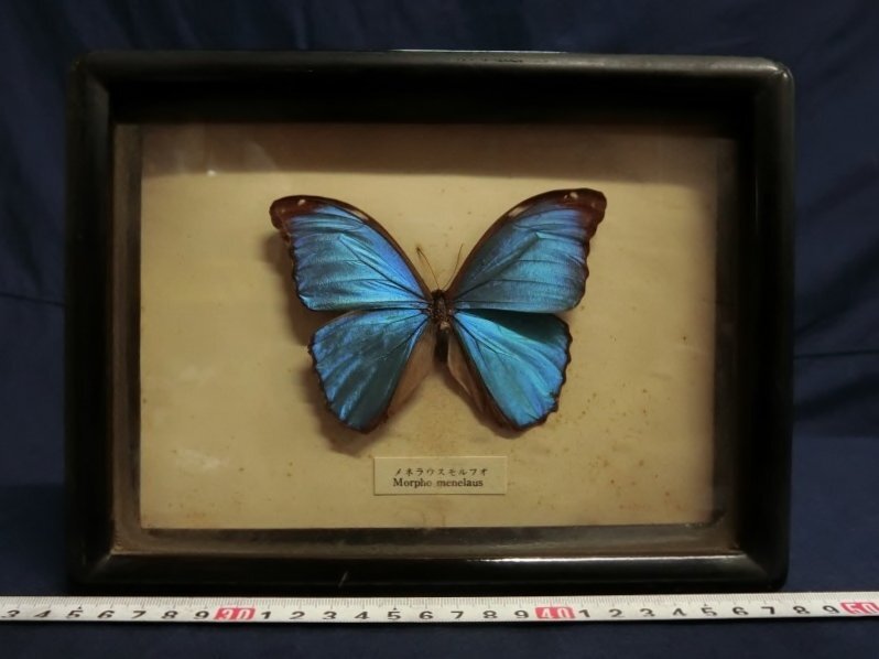 jj111○ モルフォ蝶 モルフォチョウ Morpho 額入 標本 羽細工 蝶画