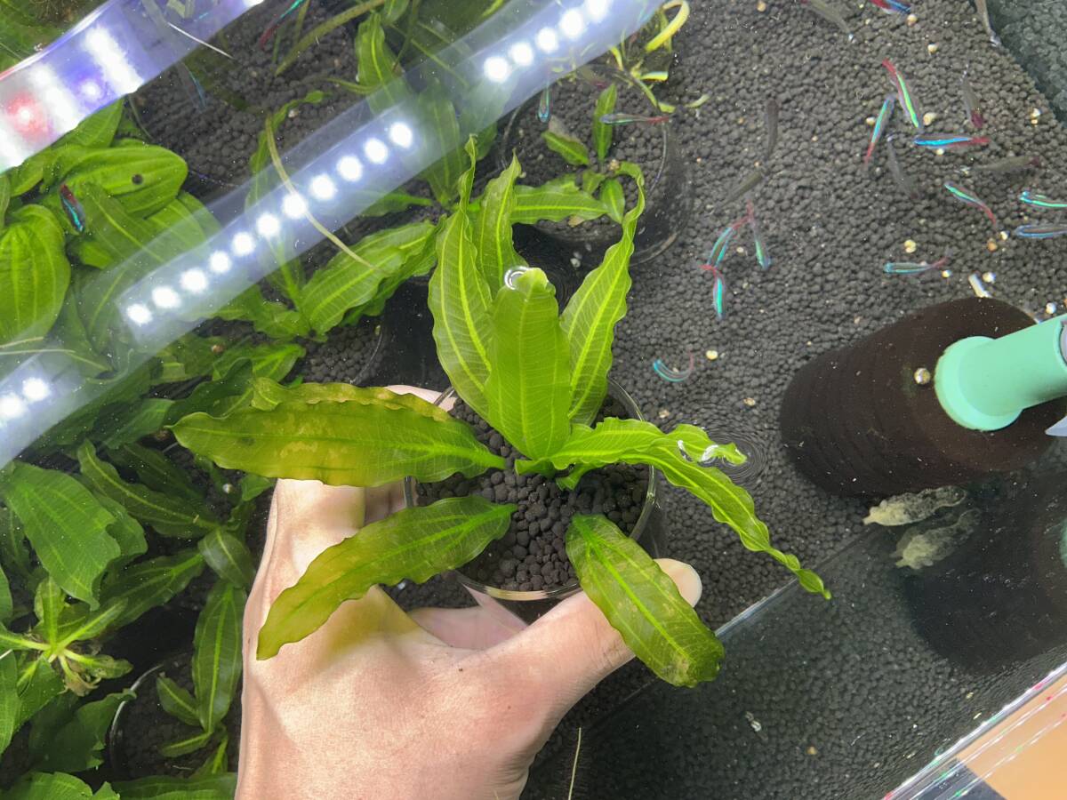 増殖株】エキノドルス サイサリスの落札情報詳細 - Yahoo!オークション