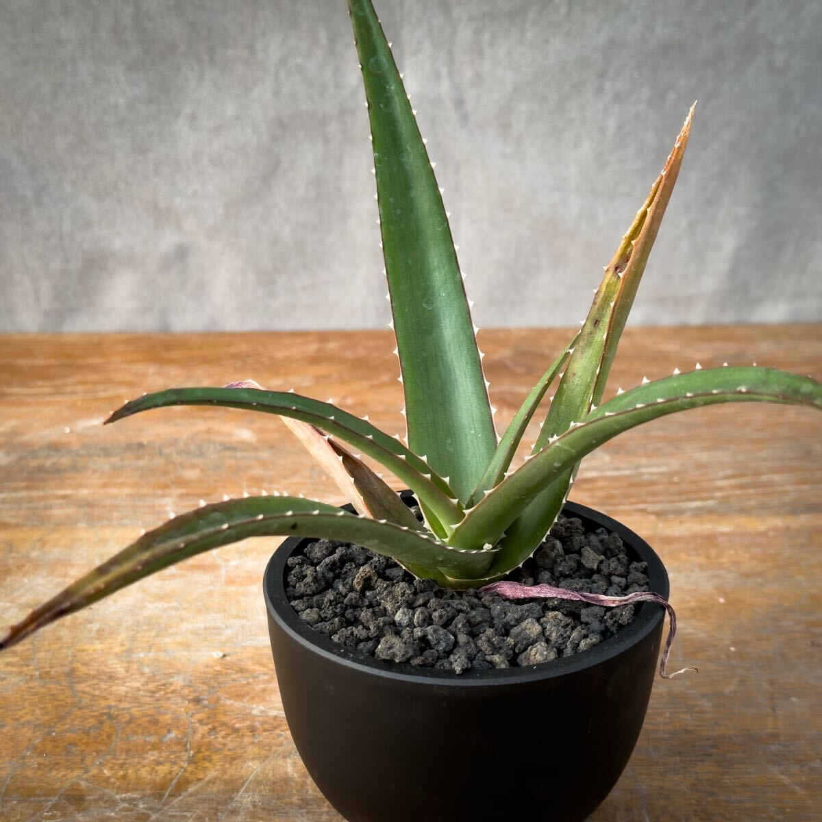 送料込み全国一律// アロエ バオサンダ ヴァオサンダ Aloe vaotsanda