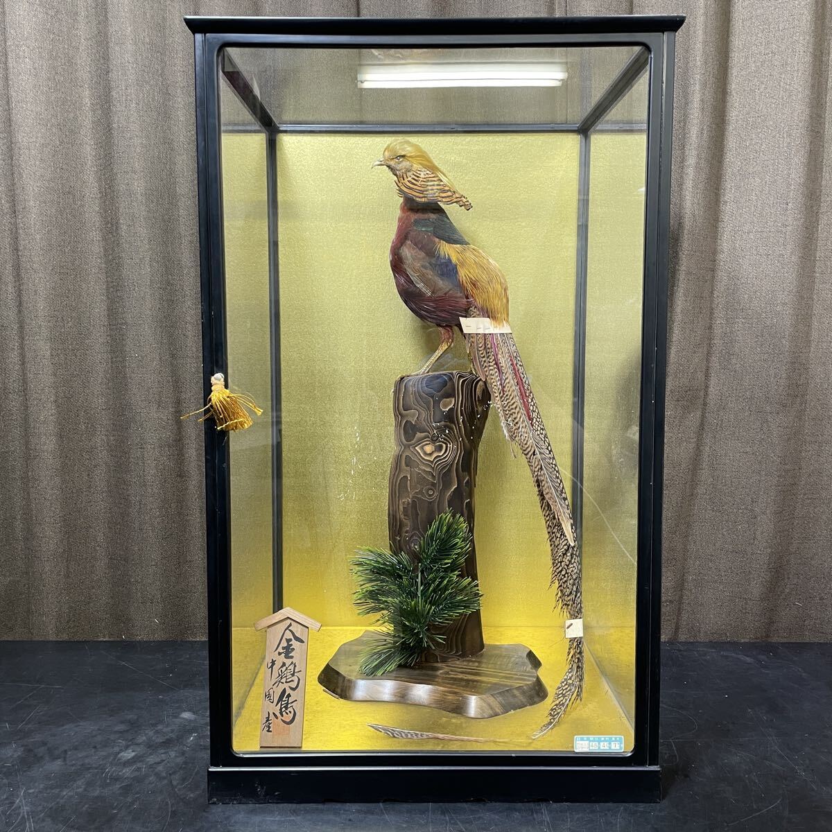 金鶏鳥 錦鶏鳥 剥製 キンケイチョウ ガラスケース付き 鳥 金鶏伝説の