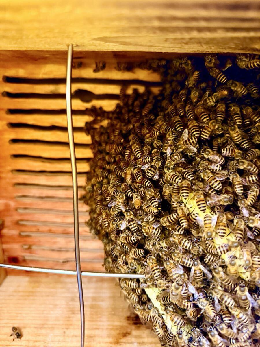蜂の巣 スズメバチの巣 本物 高さ約32㎝ 横幅約36㎝ 縁起物 天然 資料