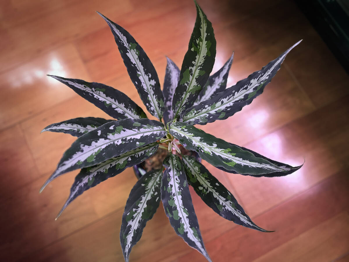 アグラオネマ Aglaonema pictum AP 【LA1016-03j】の落札情報詳細