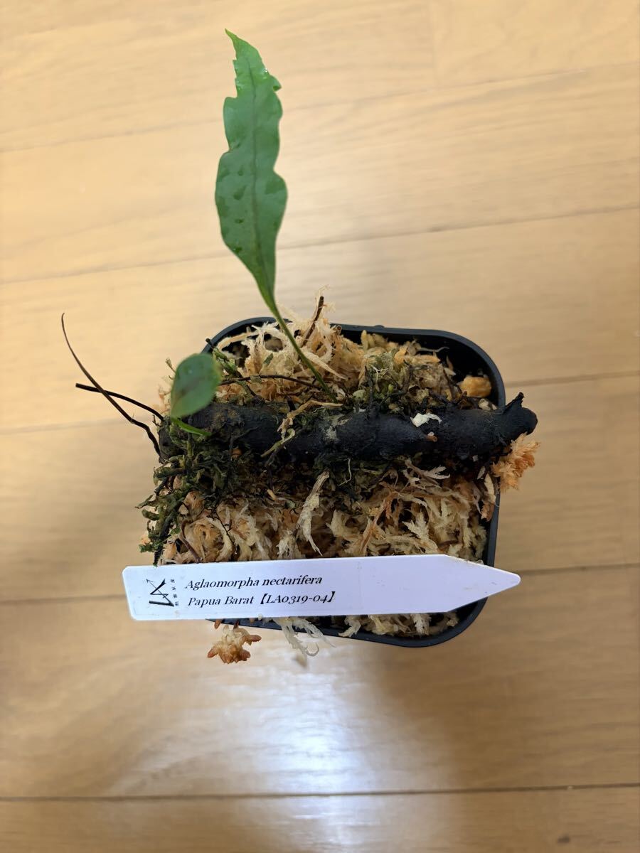 Aglaomorpha coronans 石垣島産 アグラオモルファ コロナンス