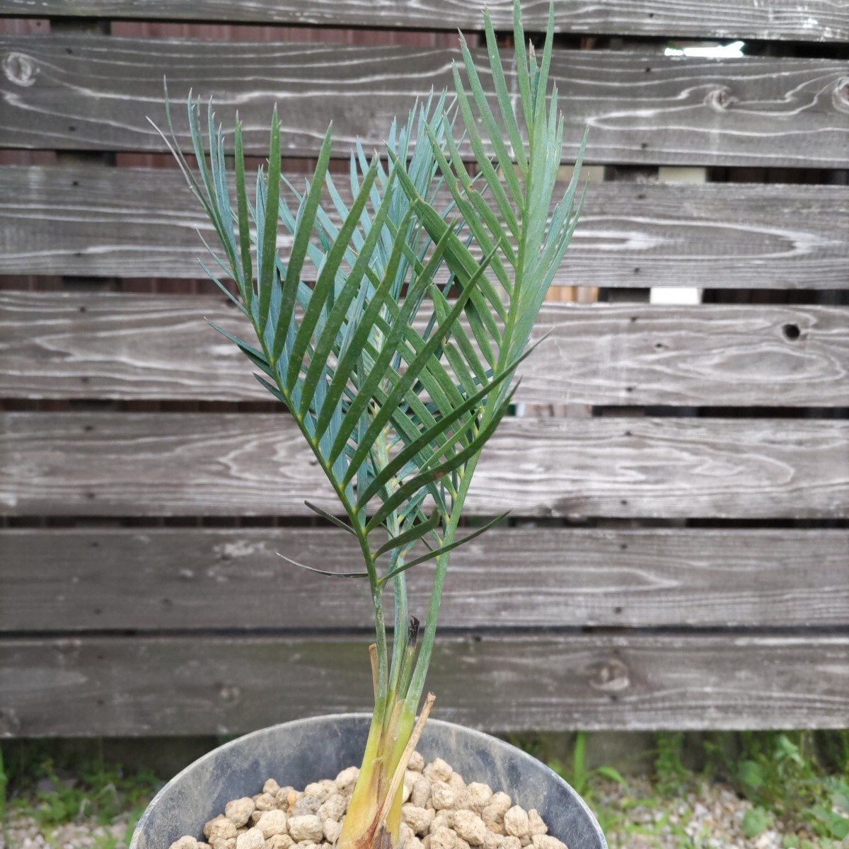 GOOD】（◎＿◎；）☆Macrozamia macdonnellii☆マクロザミア