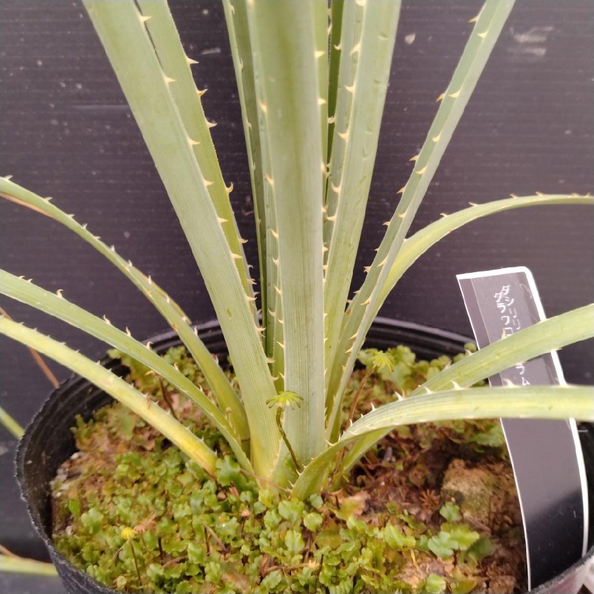 中古】希少 ダシリリオン・グラウコフィラム Dasylirion glaucophyllum