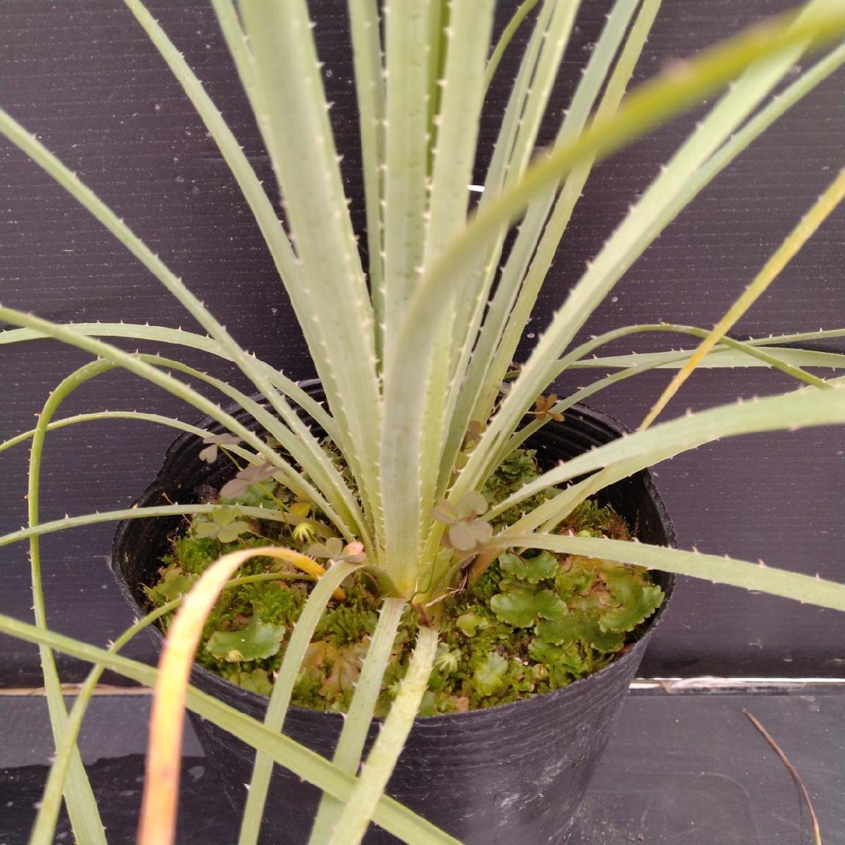 中古】希少 ダシリリオン・グラウコフィラム Dasylirion glaucophyllum