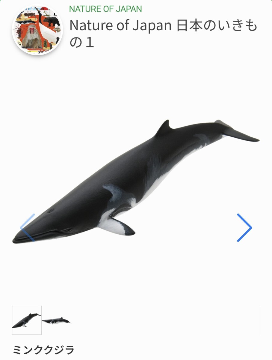 新品】【標本博物館】☆大型ミンククジラ背骨☆ 骨格 標本 剥製 頭骨