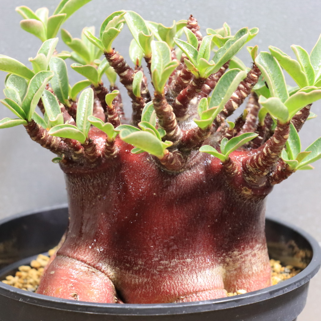 新品】【巨大アデニウム】アラビカム コーデックス 多肉植物の落札情報