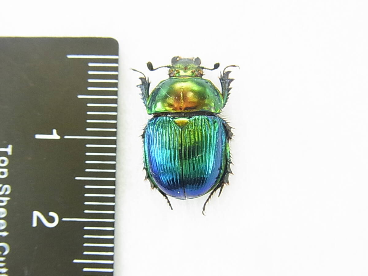 ペルー　美麗コガネ　標本　昆虫標本 昆虫標本 美麗種 オオセンチコガネ グラデーションセットの落札情報