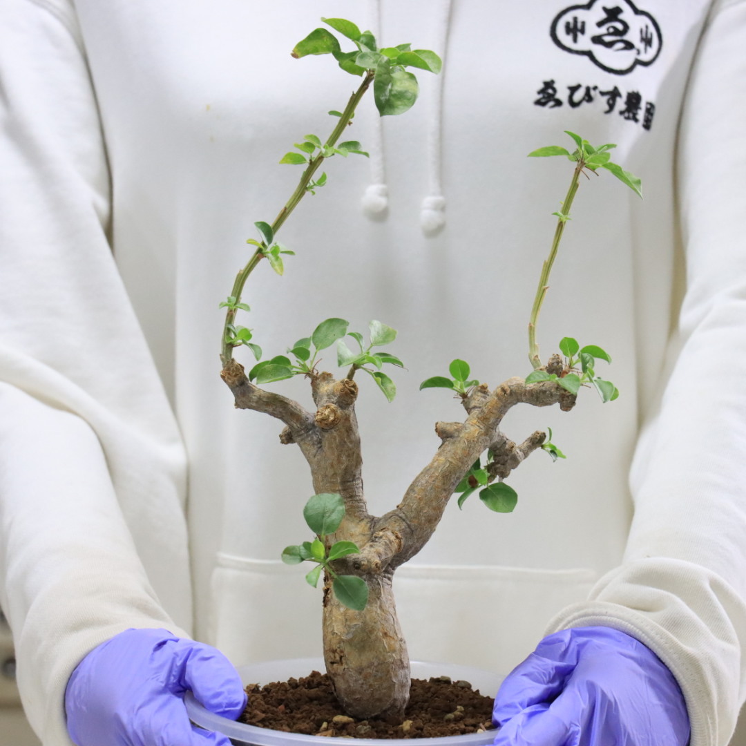 新品】Commiphora drake-brockmanii 4年管理 コレクション株
