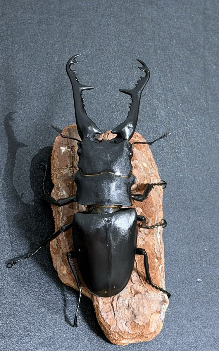 標本 死に虫に成ります】大型 ギラファノコギリ ケイスケ ダイスケ 2種