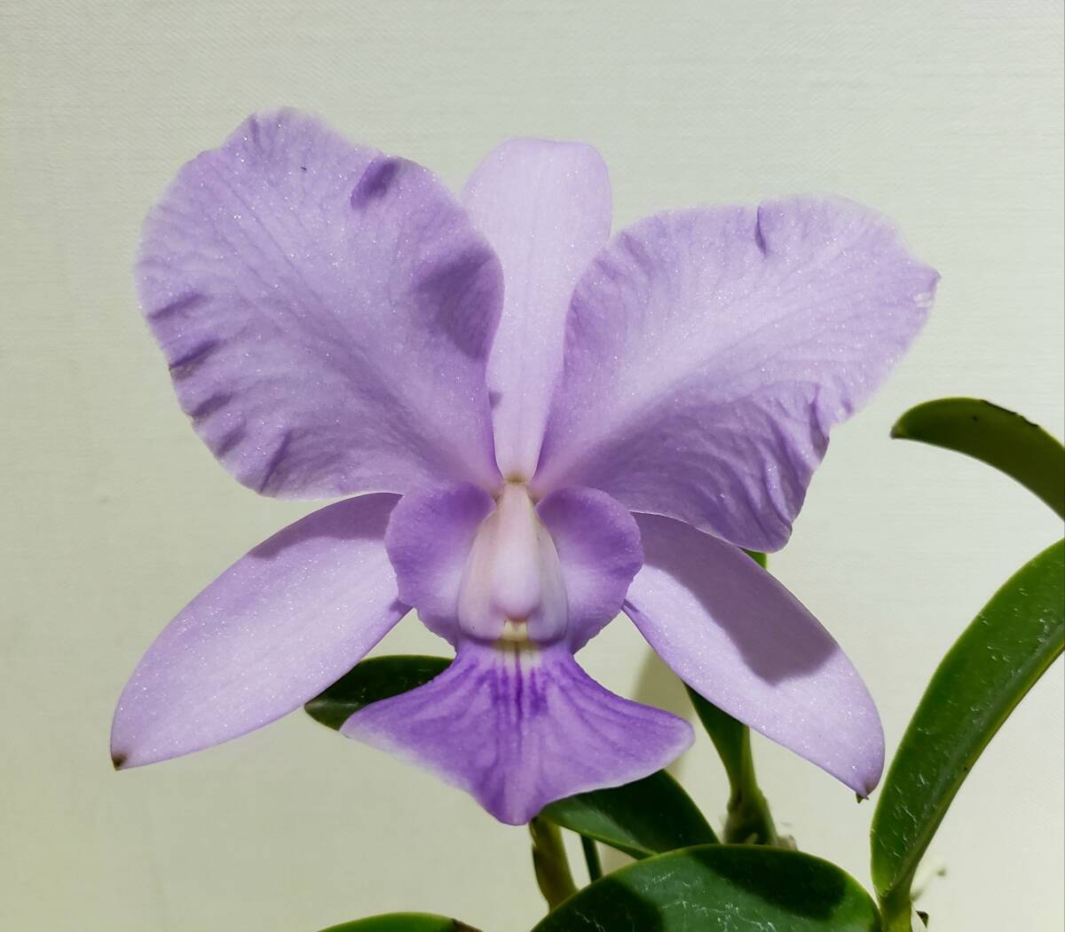 洋蘭 原種 カトレア C. walkeriana f. aquinii Gifu 新品】☆洋蘭☆原種☆カトレア☆Cattleya walkeriana f.aquinii 'Gifu
