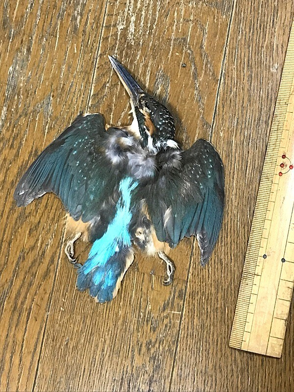 本物 鳥の剥製 山地の渓流 ヤマセミ 剥製 カワセミの仲間 置物 貴重