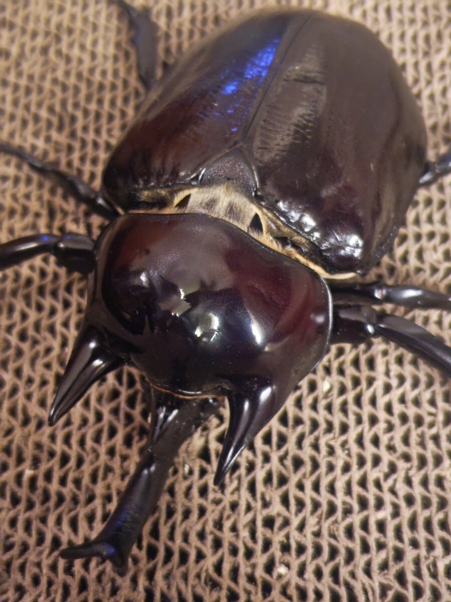 未使用】ヴァズデメロゾウカブト オス単品の落札情報詳細 - Yahoo