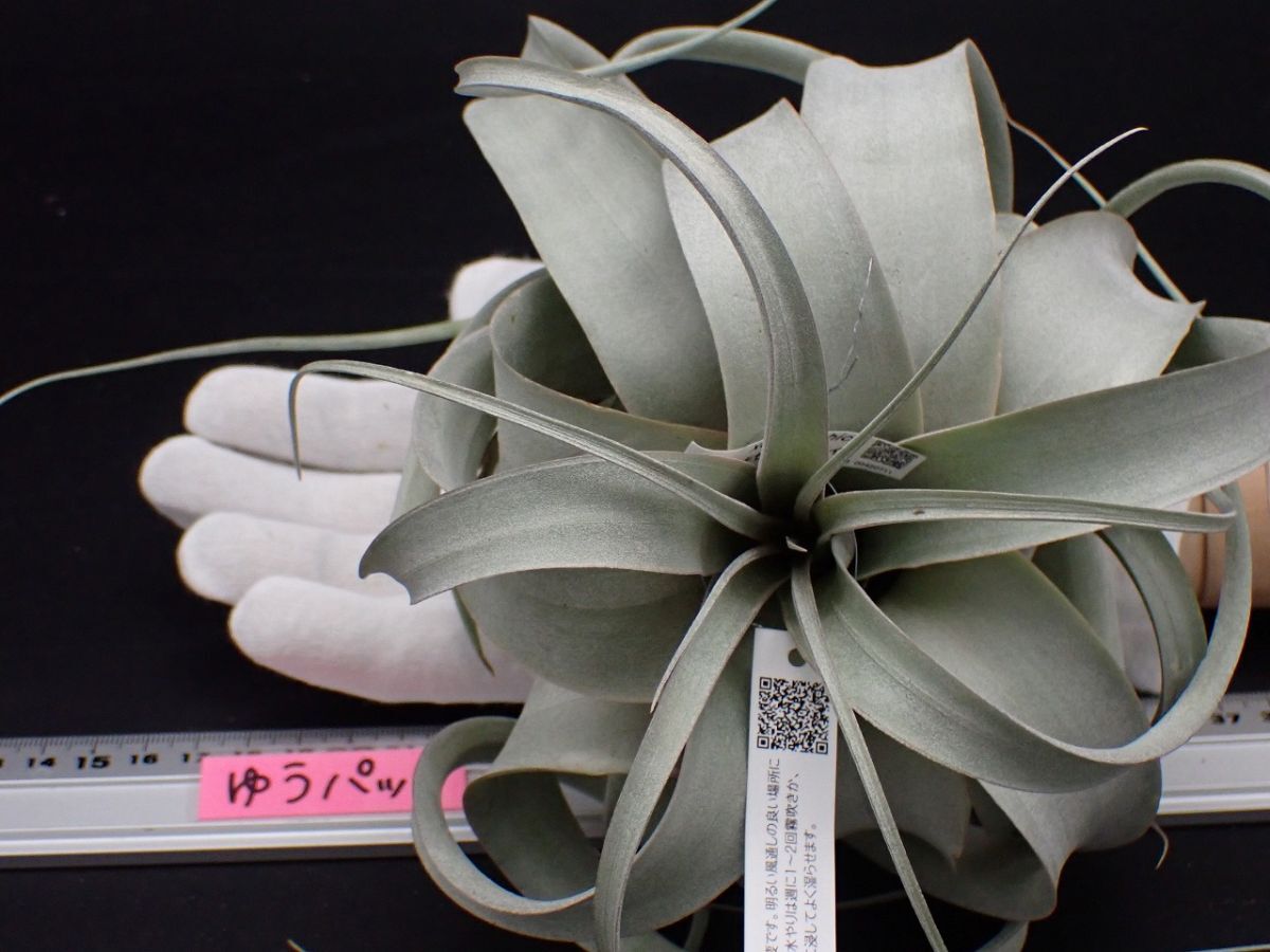 Tillandsia Silver Queen （T.jalisco-monticola × T.xerographica