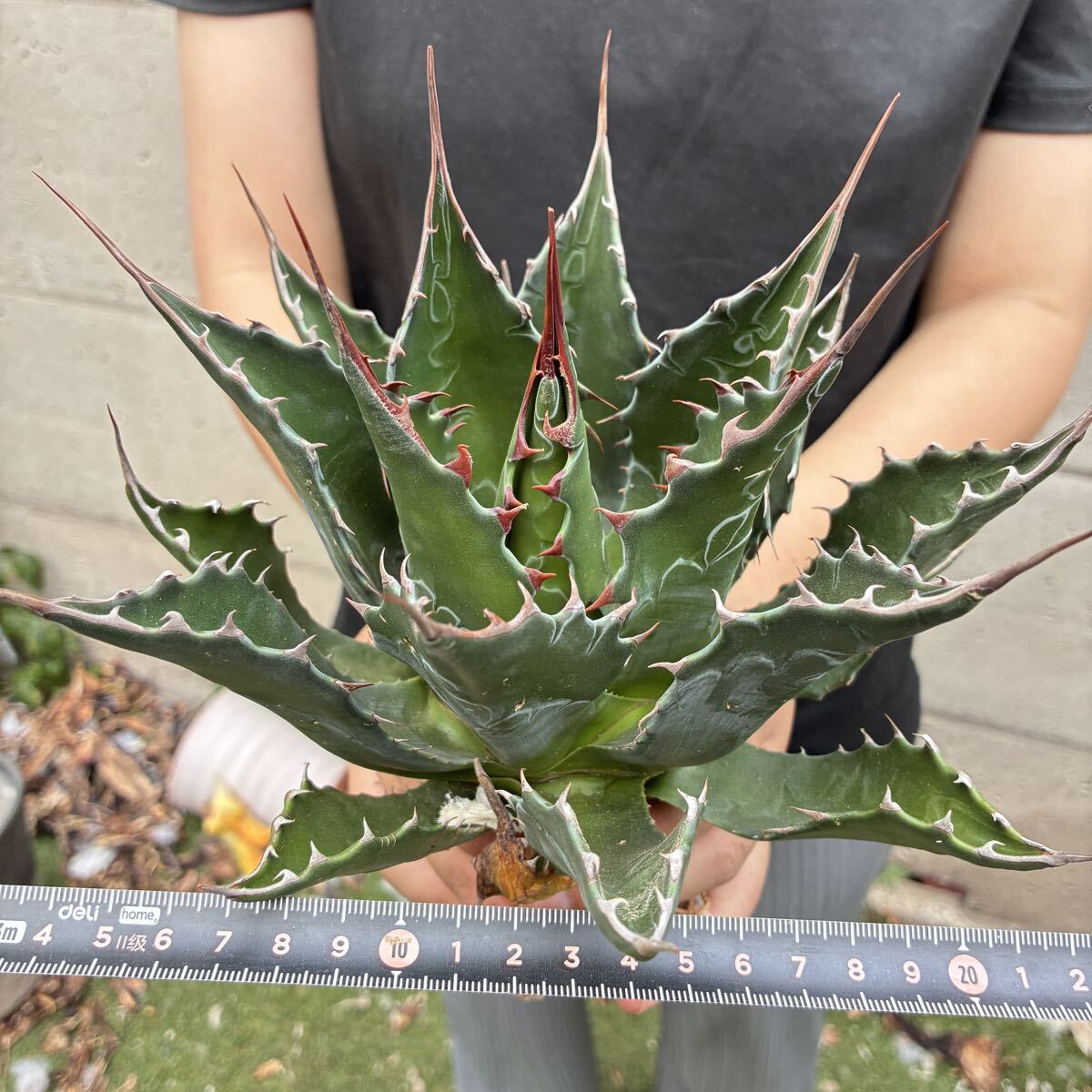 Agave アガベ モンタナ うねり 大株の落札情報詳細 - Yahoo