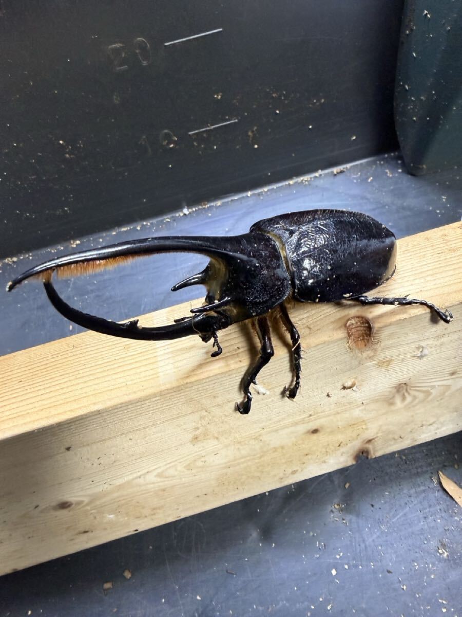 ネプチューンオオカブト 樹脂標本 オフィシャルショップ